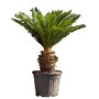 Vredespalm 90 - 110 cm
